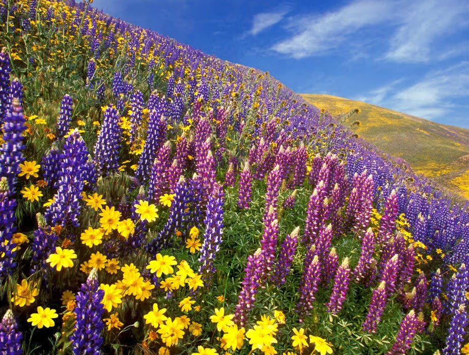 Valley of Flowers